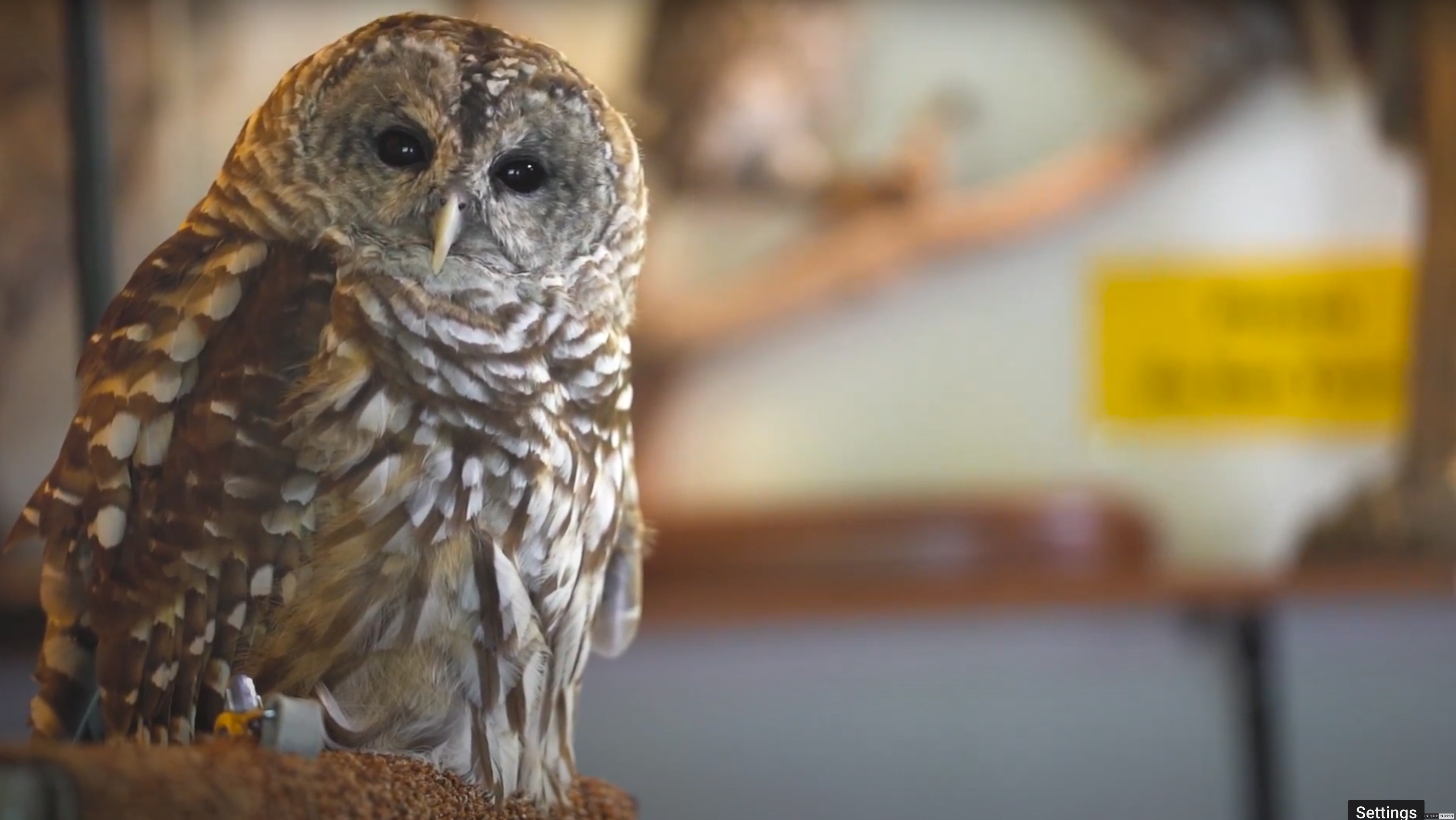 NJ Raptor Trust