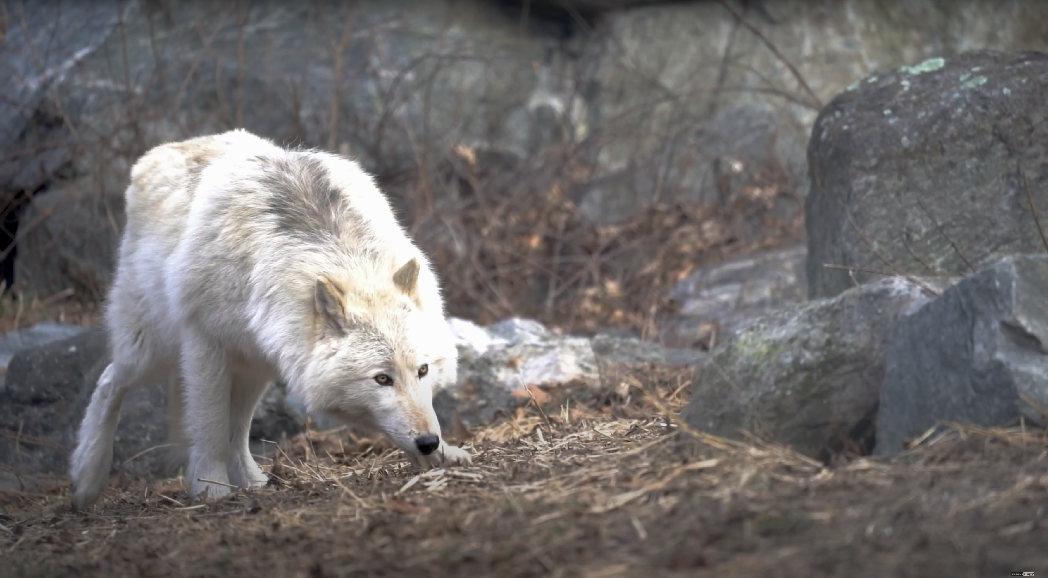 Wolf Conservation Center